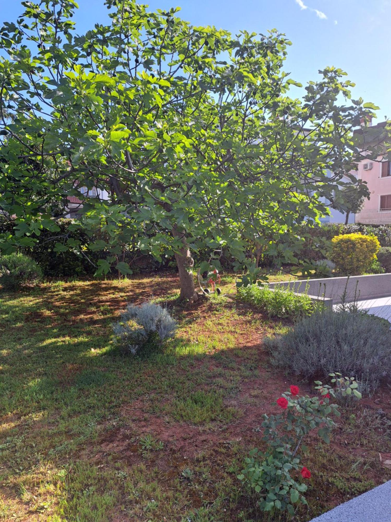 Apartment Elinor 2 Ρόβινι Εξωτερικό φωτογραφία